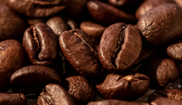 ¿Cómo se cosecha el café?