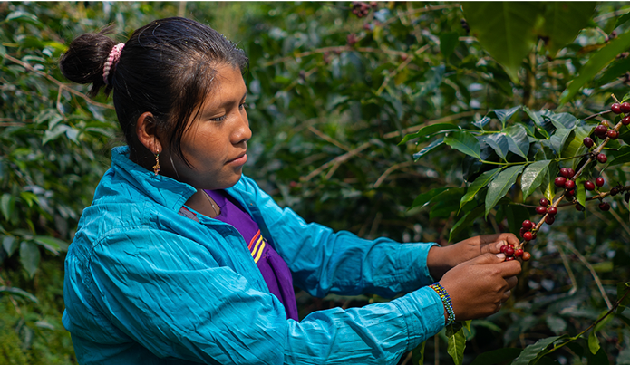 ¿Cómo se planta café?